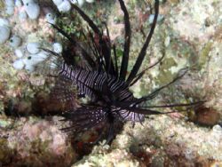 Small Lion fish on a reef next to the Kuda Giri wreck, Ma... by Darren Hughes 